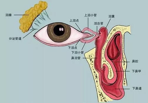 <b>眼睛经常流眼泪？真相竟然是它</b>