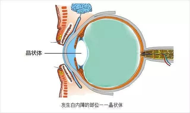 <b>这种致盲眼病人人都会得，而“解药”只有一个</b>